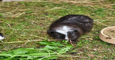 Guinea Pig rodents - Advert 1