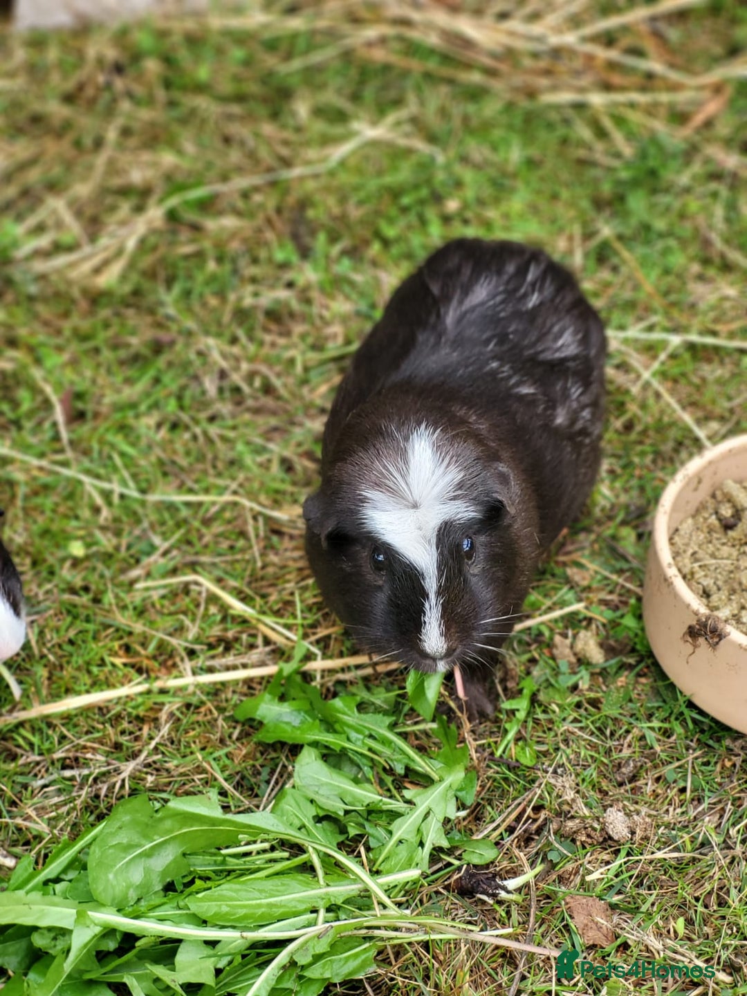 Guinea Pig rodents for sale: 4 Month Old Female Guinea Pigs - Image 3