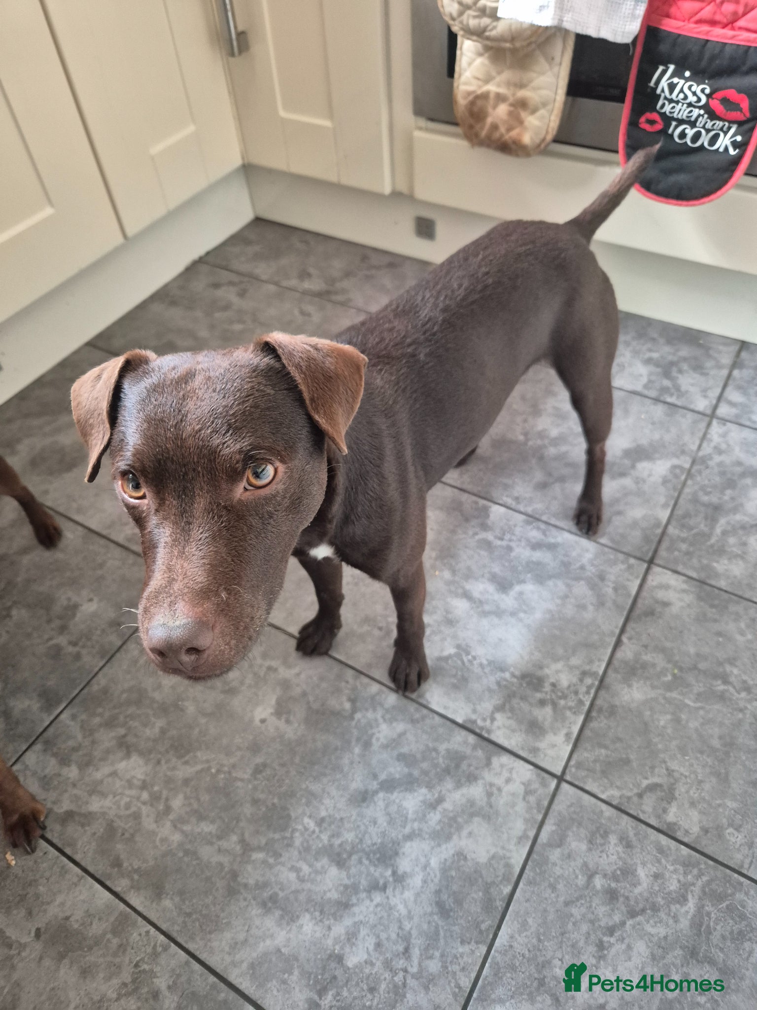 Patterdale Terrier dogs for stud: Ernie chocalate patterdale - Advert 2