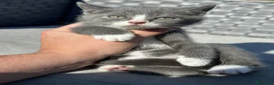 Grey Boy 2