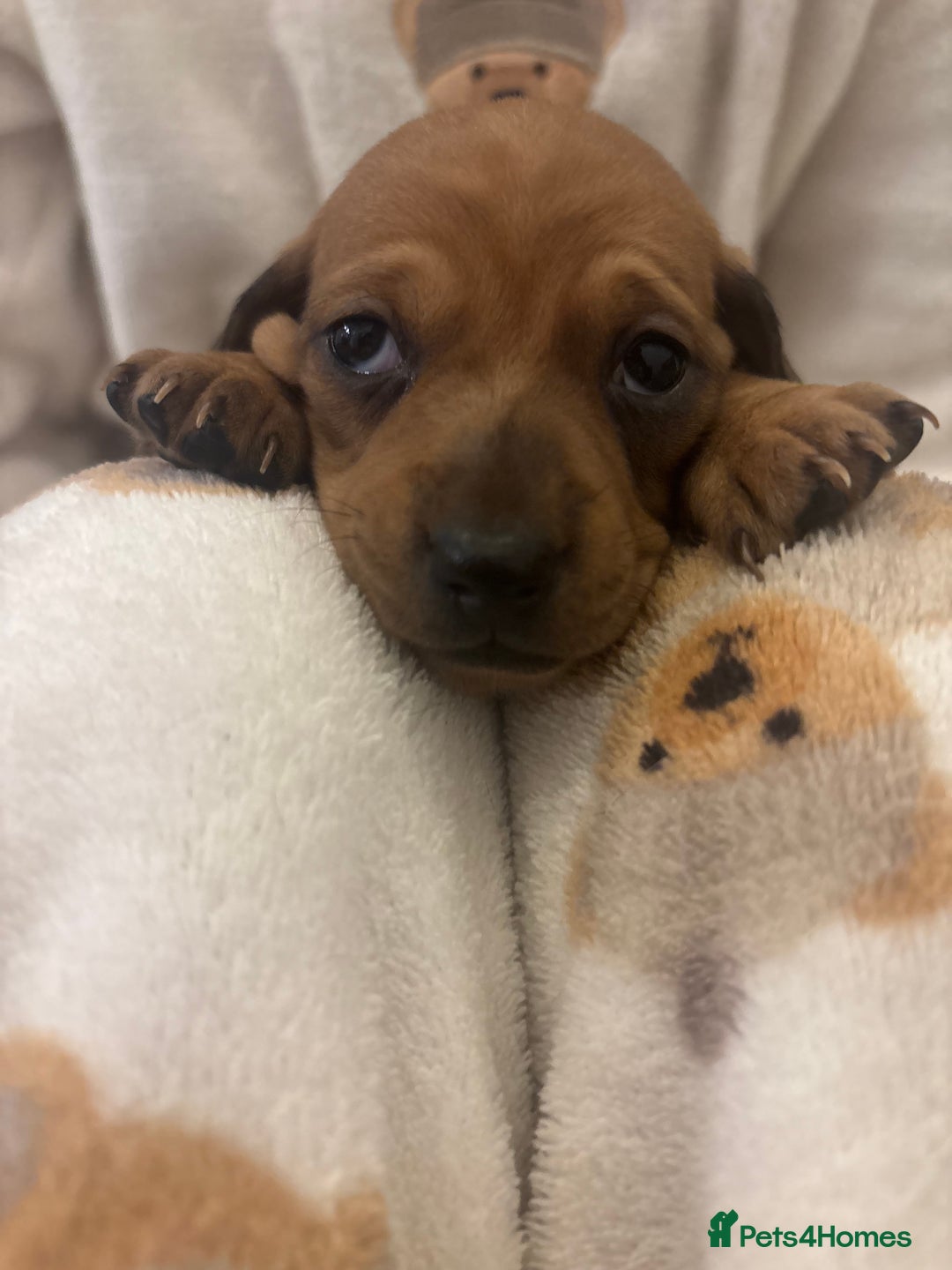 Miniature Dachshund dogs for sale: Miniature dachshund puppies  - Advert 8