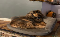 Cockapoo dogs for sale:  **  Cockapoos. Adorable F1 puppies - Image 3