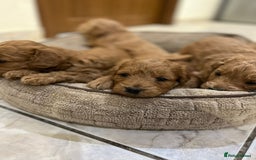 Goldendoodle dogs for sale: Goldendoodle Puppies–Ready for Their Forever Homes - Image 4