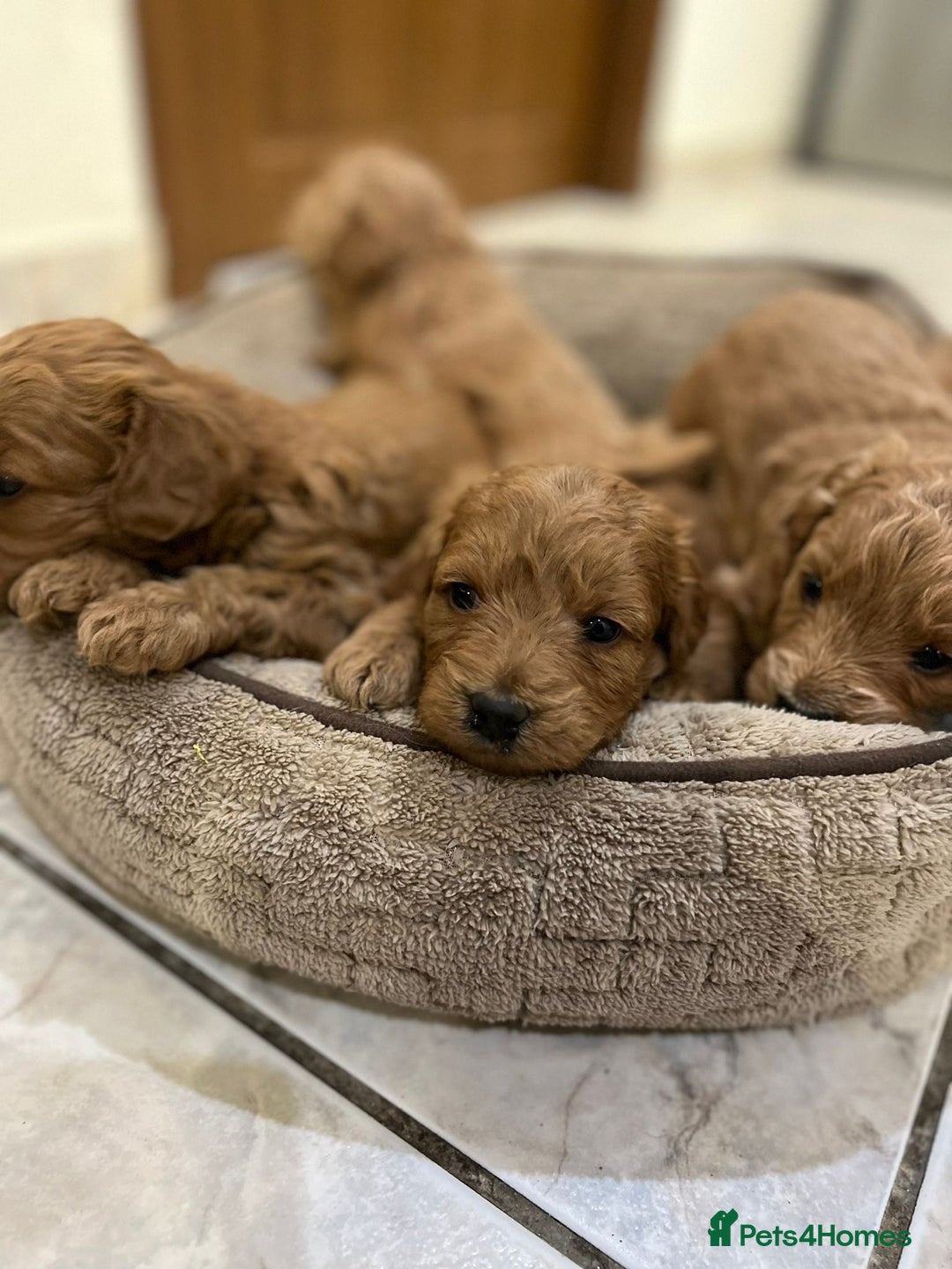 Goldendoodle dogs for sale: Goldendoodle Puppies–Ready for Their Forever Homes - Image 4