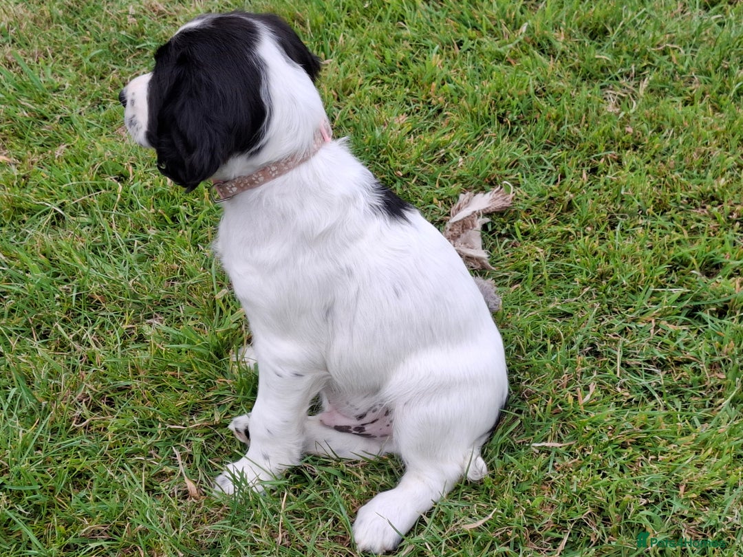 English Springer Spaniel dogs for sale: Cracking ESS Dog Pups Available  in South Molton - Image 6