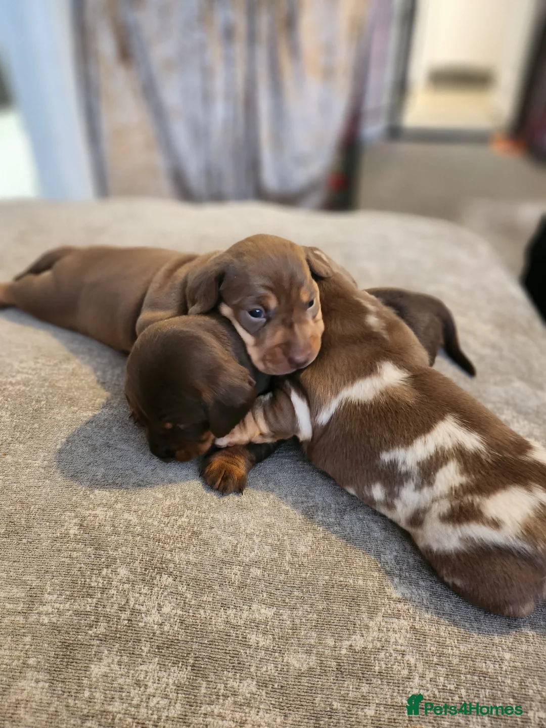 Miniature Dachshund dogs for sale: Beautiful miniature Daschunds for sale  - Advert 1