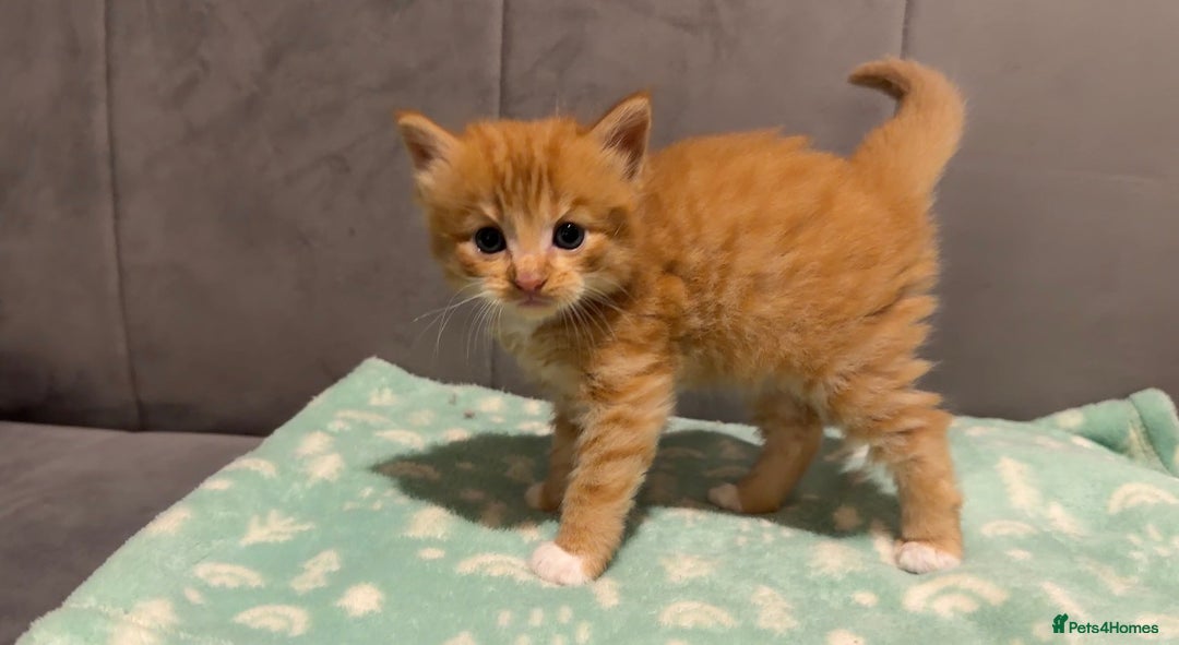 Mixed Breed cats for sale: 🐾 Beautiful Kittens Looking for Loving Homes 🐾 - Advert 3