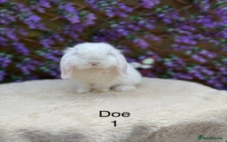 Mini Lop rabbits for sale: Pure bred Mini lops  - Image 9