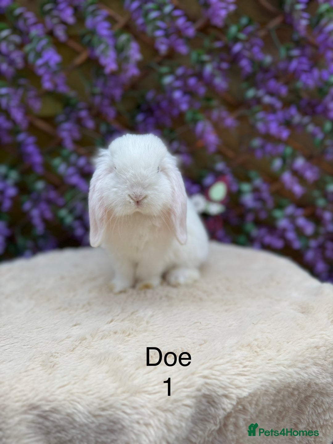 Mini Lop rabbits for sale: Pure bred Mini lops  - Image 9