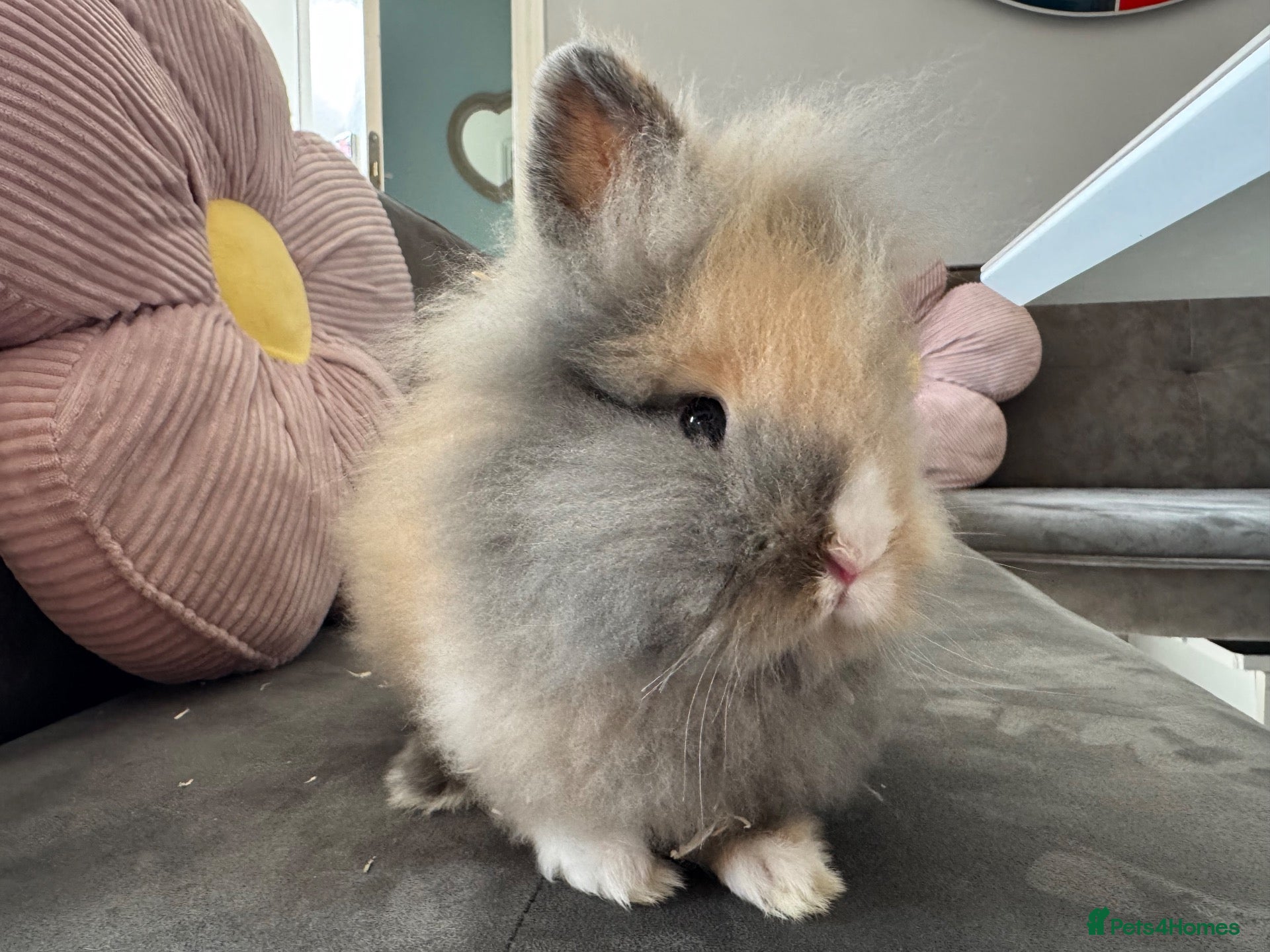 Lionhead rabbits  Double mane fluffy lion head  - Advert 1