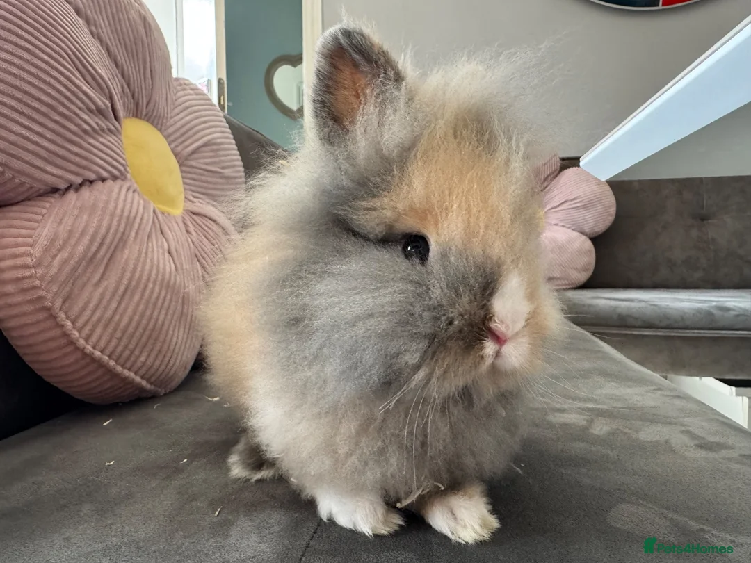 Lionhead rabbits for sale:  Double mane fluffy lion head  - Advert 1
