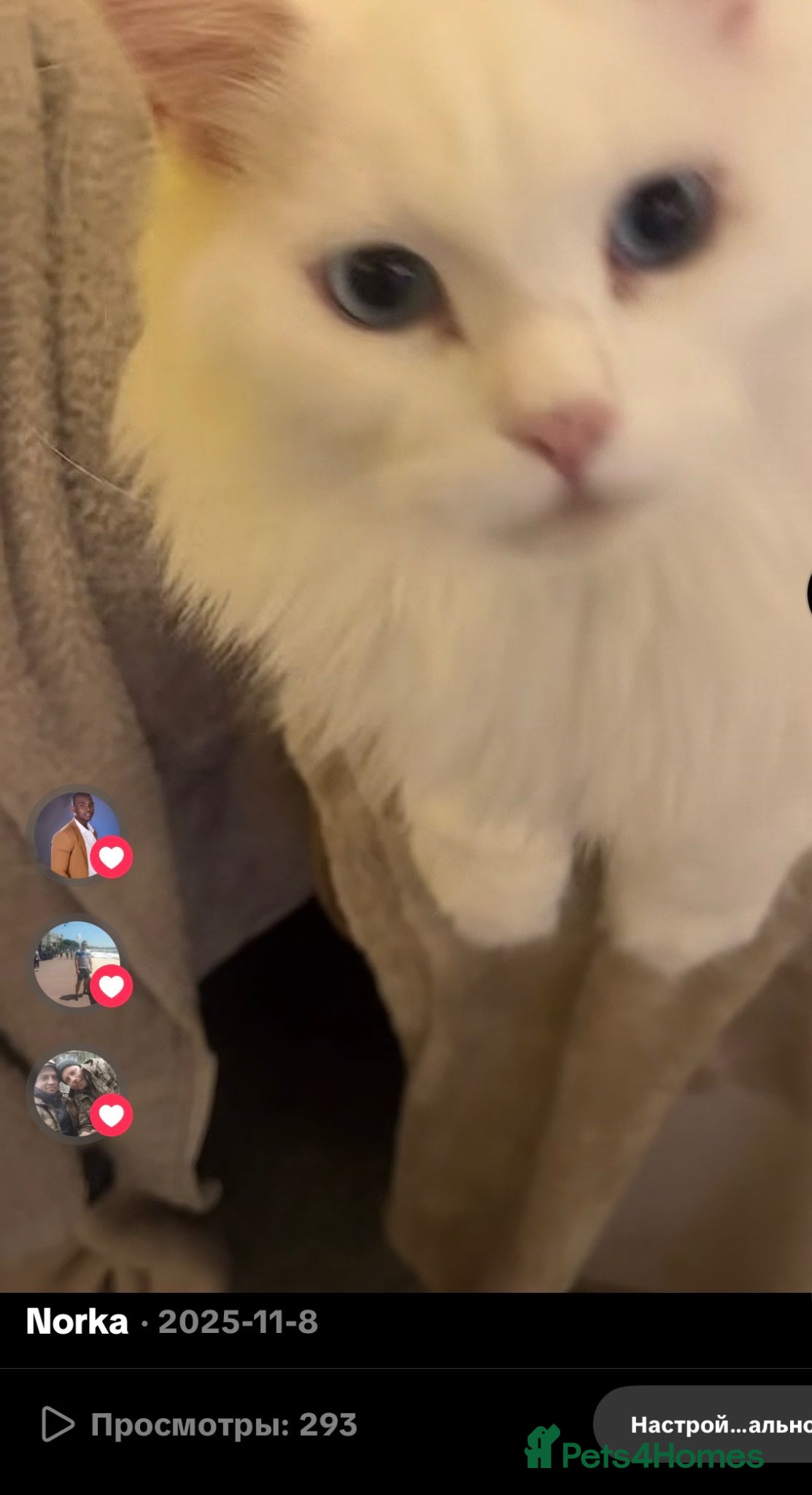 Maine Coon cats for sale: White Maine Coon cat in Darlington - Advert 3