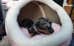 Dachshund dogs for sale: Beautiful dapple boy for sale - Image 4