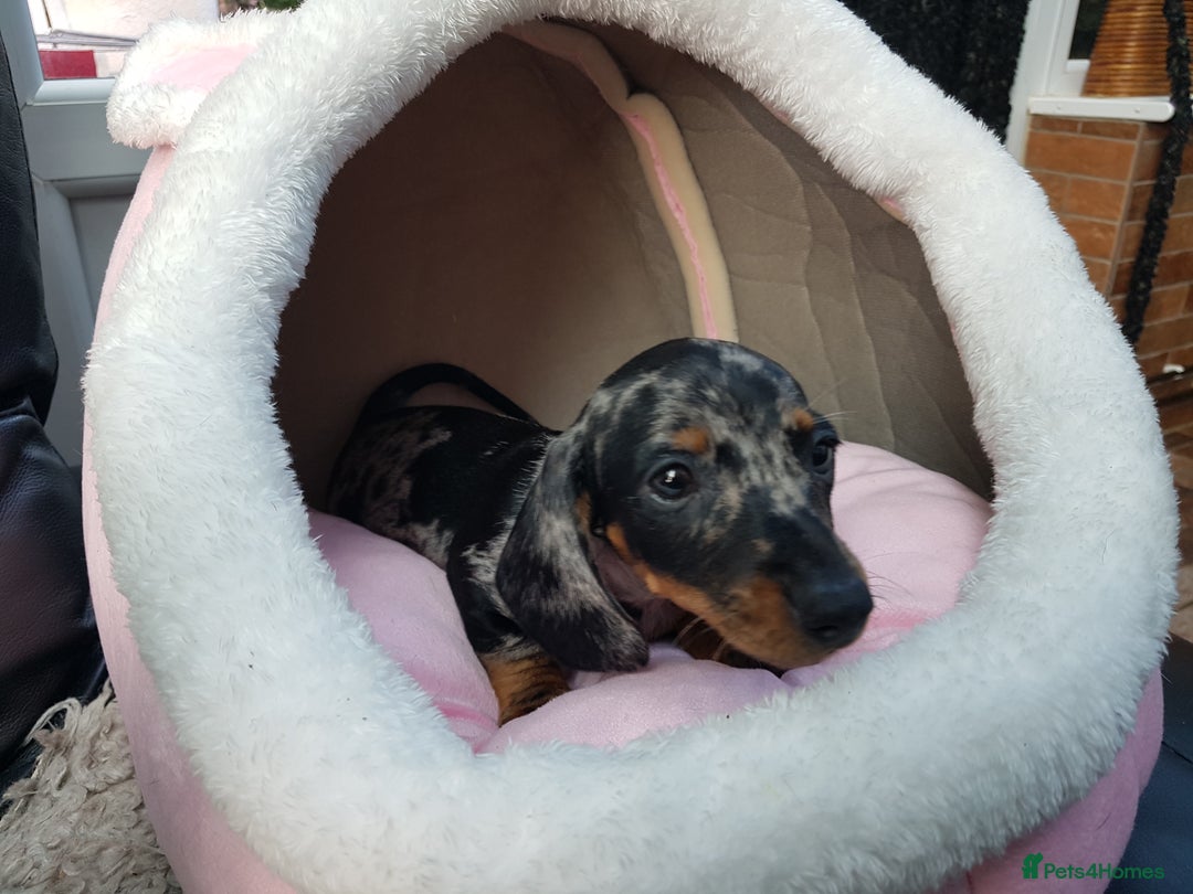 Dachshund dogs for sale: Beautiful dapple boy for sale - Image 4