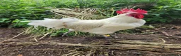 Chickens poultry for sale: Poulet de Bresse eggs, chicks, hens and cockerels - Advert 3