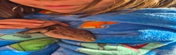 Skink reptiles for sale: Blue tongued skink age 1 - Advert 2