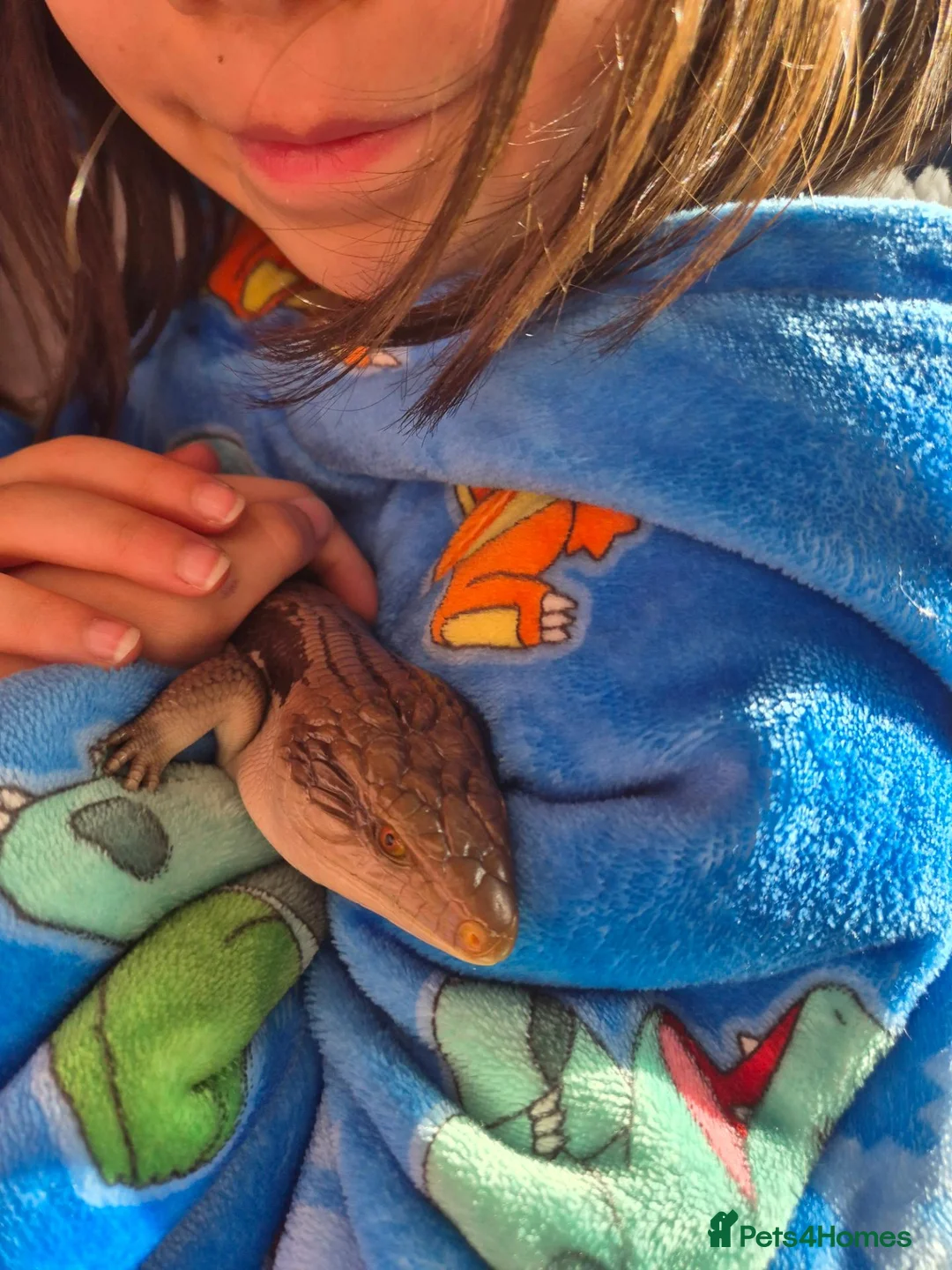 Skink reptiles for sale: Blue tongued skink age 1 - Advert 2