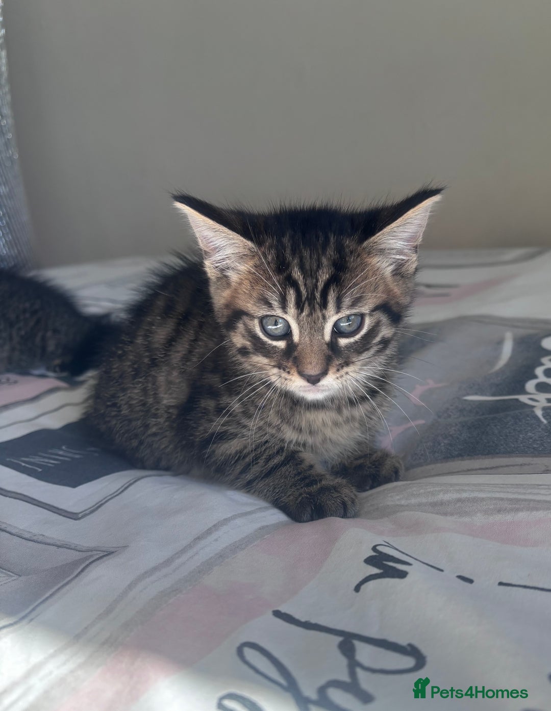Mixed Breed cats for sale: Maine Coon Cross Kittens  - Image 4