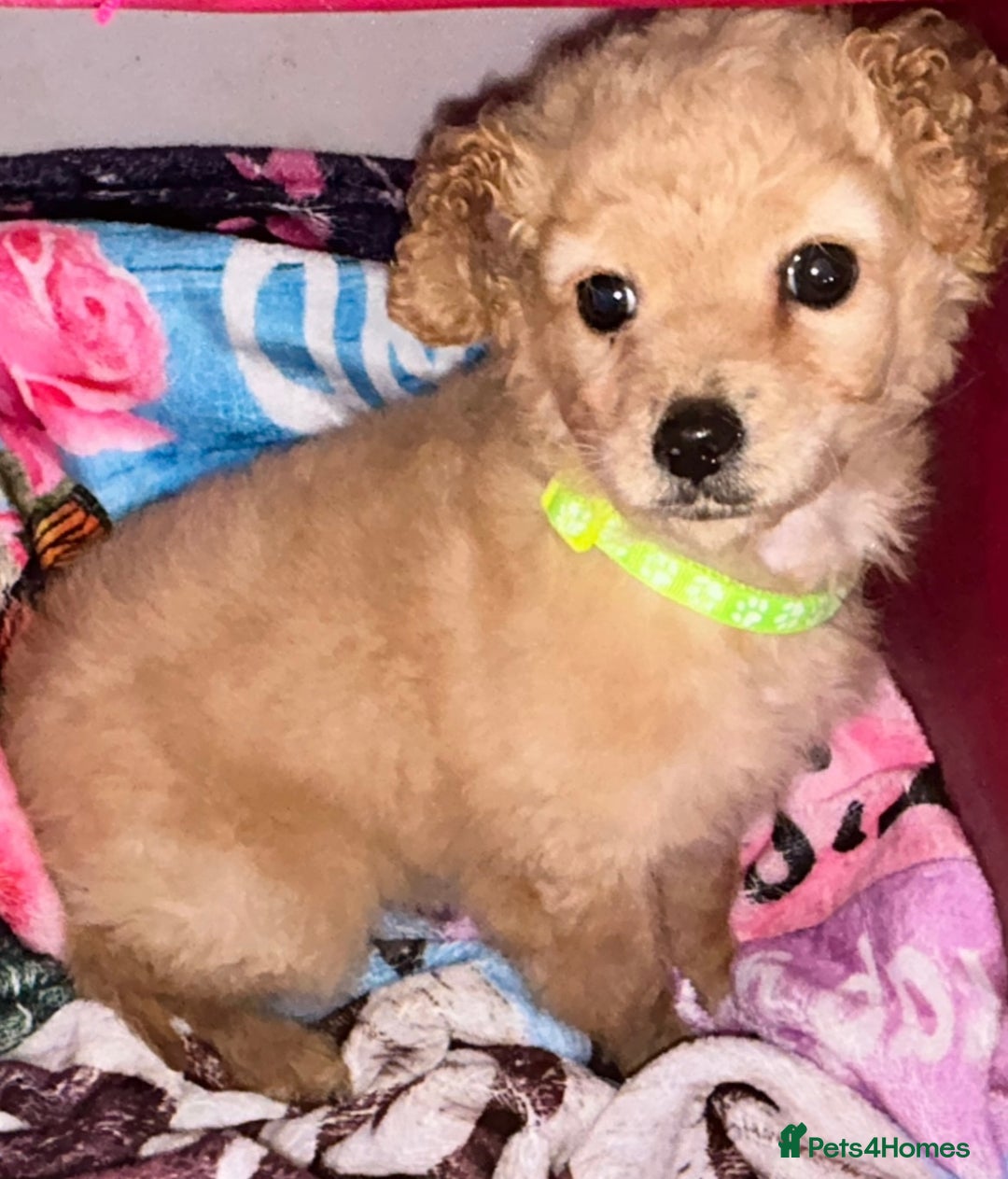 Mixed Breed dogs for sale: Cavapoo mix boy puppy  - Advert 6