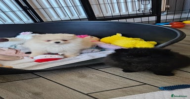 Pomeranian dogs - Advert 8