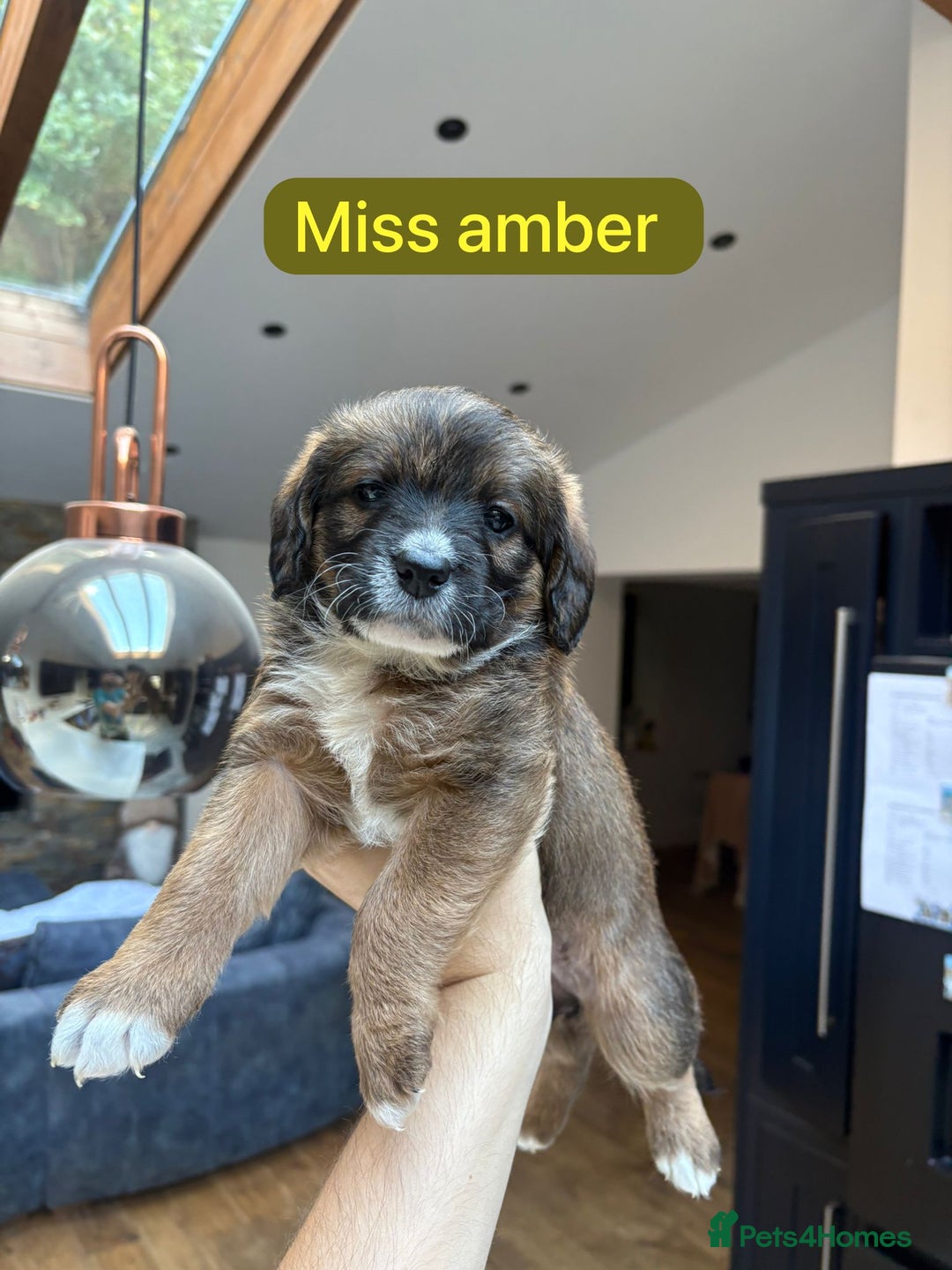 Mixed Breed dogs for sale: Outstanding Saint Bernadoodle Puppies  - Image 26