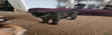 Shadow