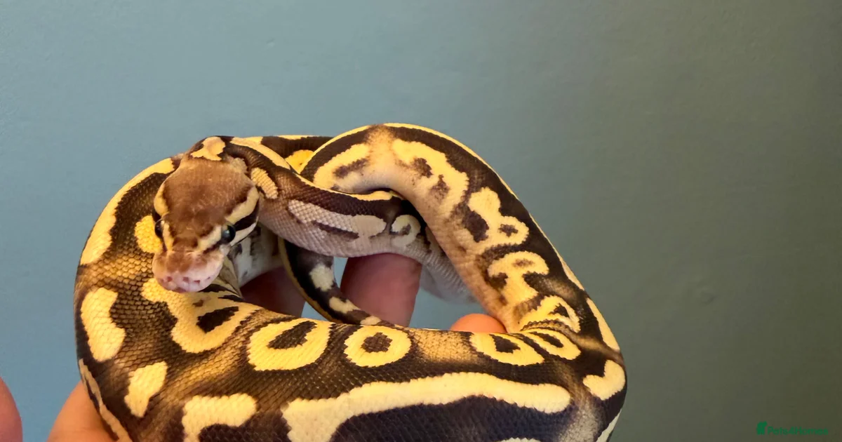 Python Snake Reptiles for sale | Pets4Homes