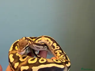 Python Snake reptiles for sale: Juvenile Royal Pythons from £20 (only 4 left) - Advert 2