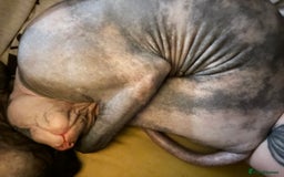 Sphynx cats for sale: Sphynx girl not neutered  - Image 6