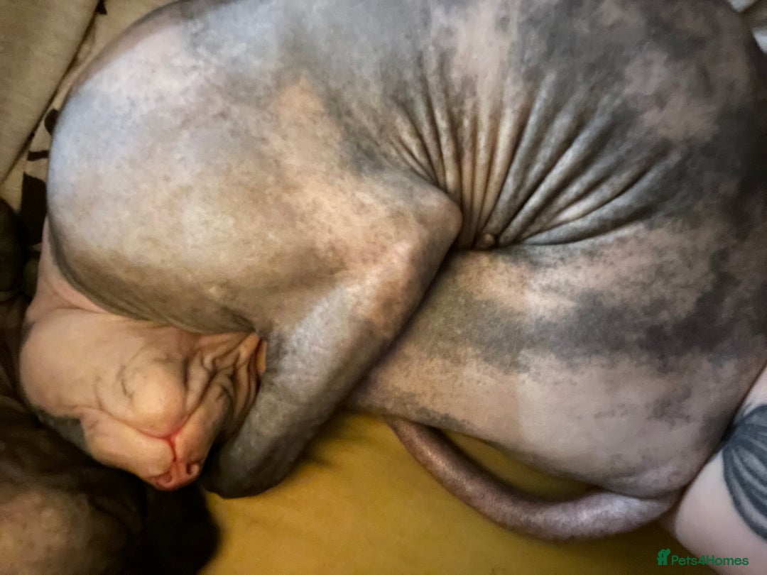 Sphynx cats for sale: Sphynx girl not neutered  - Image 6