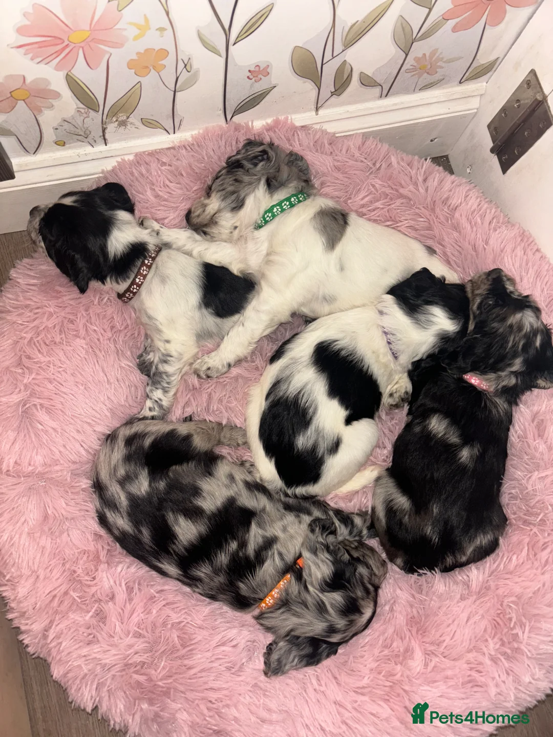 Cocker Spaniel dogs for sale: Beautiful Cocker Spaniel Puppies - Advert 2