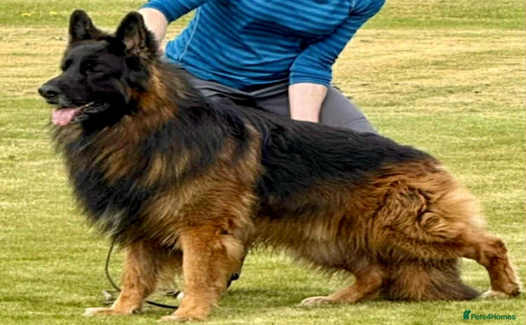 German Shepherd dogs - Advert 1