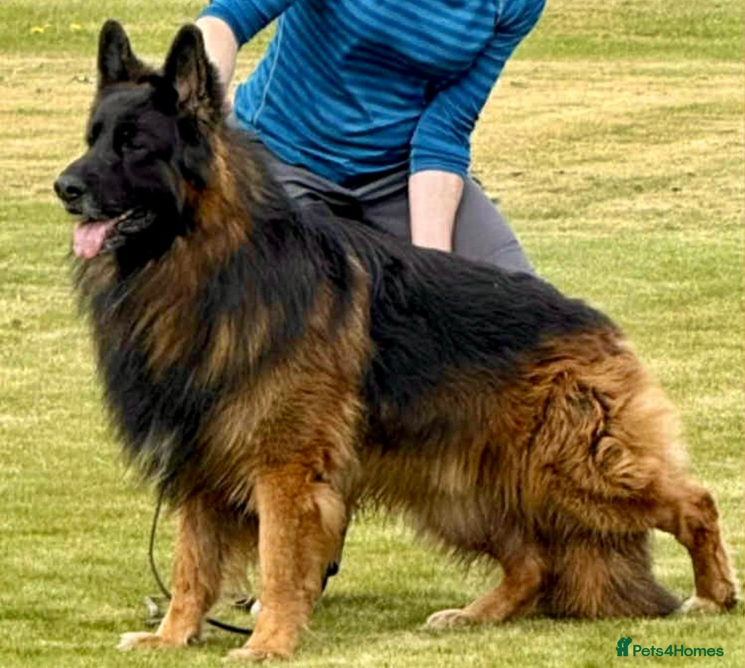 German Shepherd dogs for sale: Beautiful KC reg health tested puppies for sale - Image 2