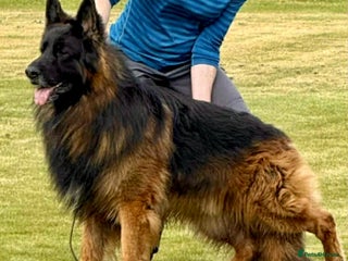 German Shepherd dogs - Advert 5