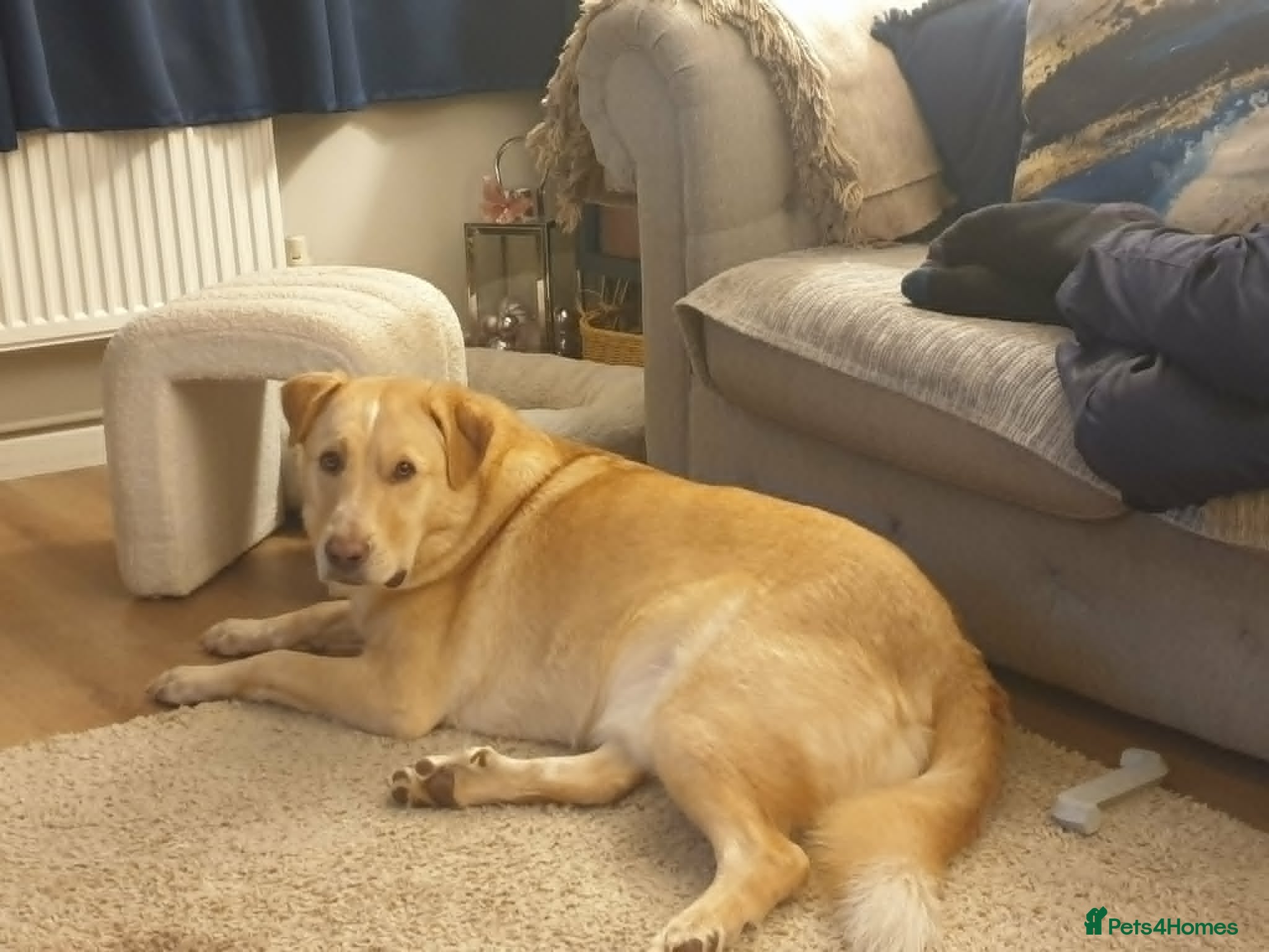 Mixed Breed dogs for adoption:  Finn – 3-Year-Old, Gentle Giant, Boy in Newport Pagnell - Advert 9