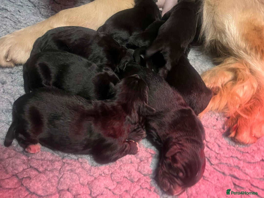 Golden Retriever dogs for sale: Beautiful Bernese Mountain Dog x Golden Retrievers - Advert 12