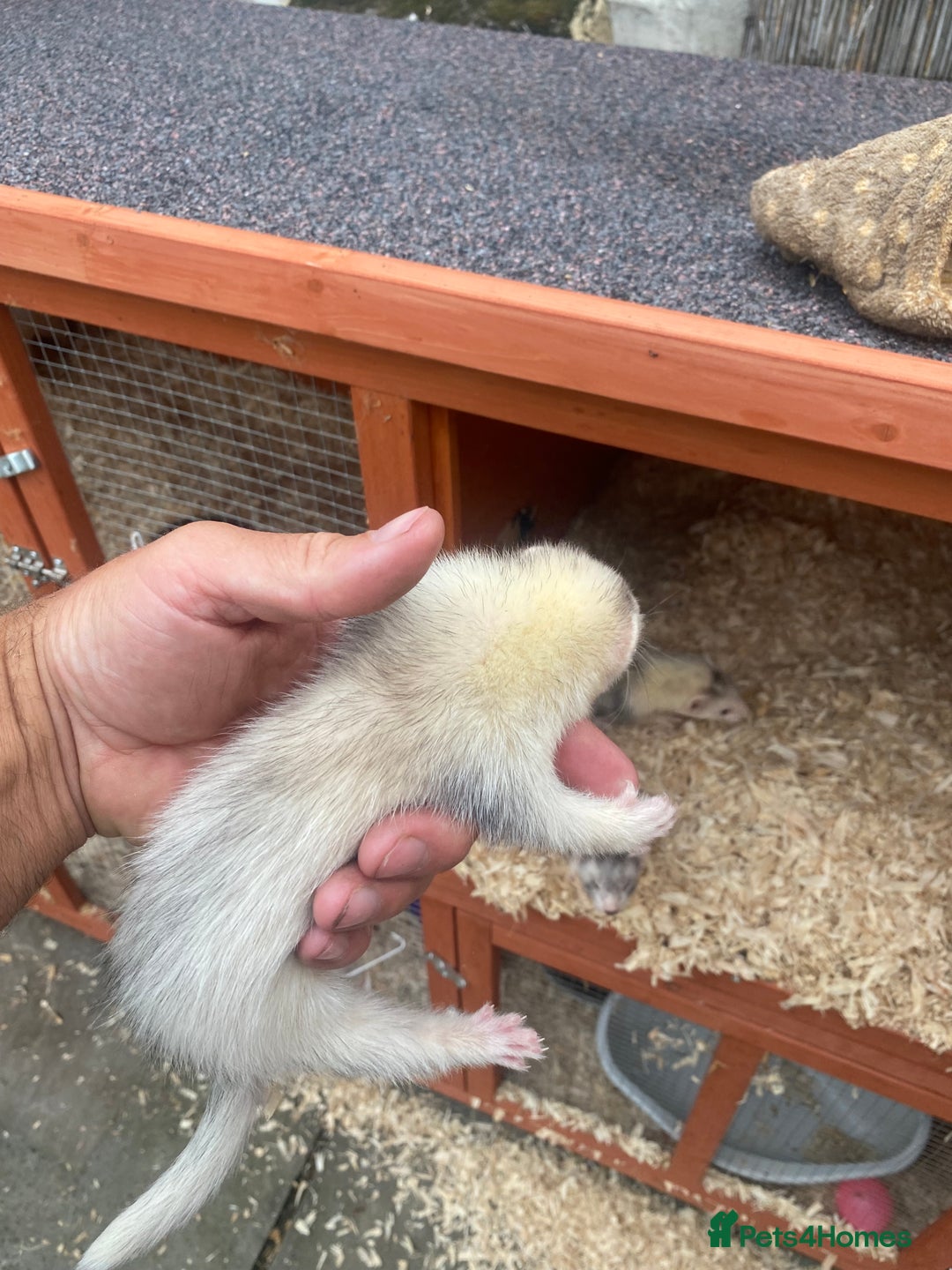 Ferret rodents for sale: Mirco kitts  in Redditch - Image 5