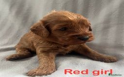 Cavapoo dogs for sale: Gorgeous F1B Cavapoo puppies  - Image 6