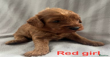 Cavapoo dogs - Advert 3