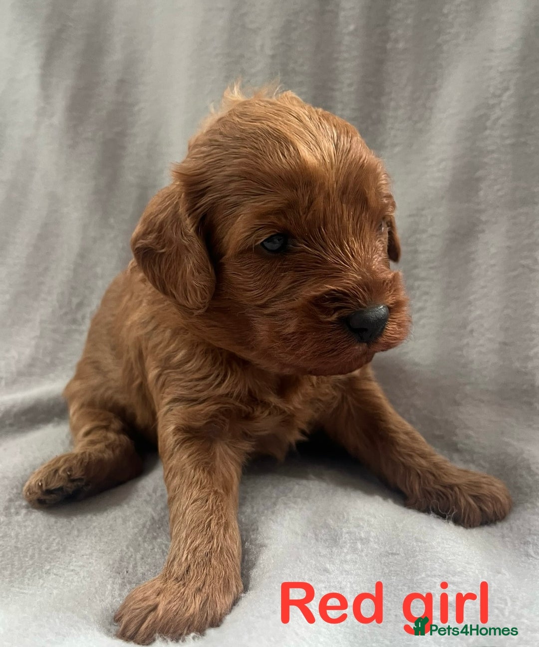 Cavapoo dogs for sale: Gorgeous F1B Cavapoo puppies  - Image 6