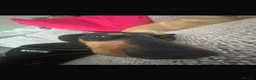 Dachshund dogs for stud: mr rigby  in Peterlee - Advert 2