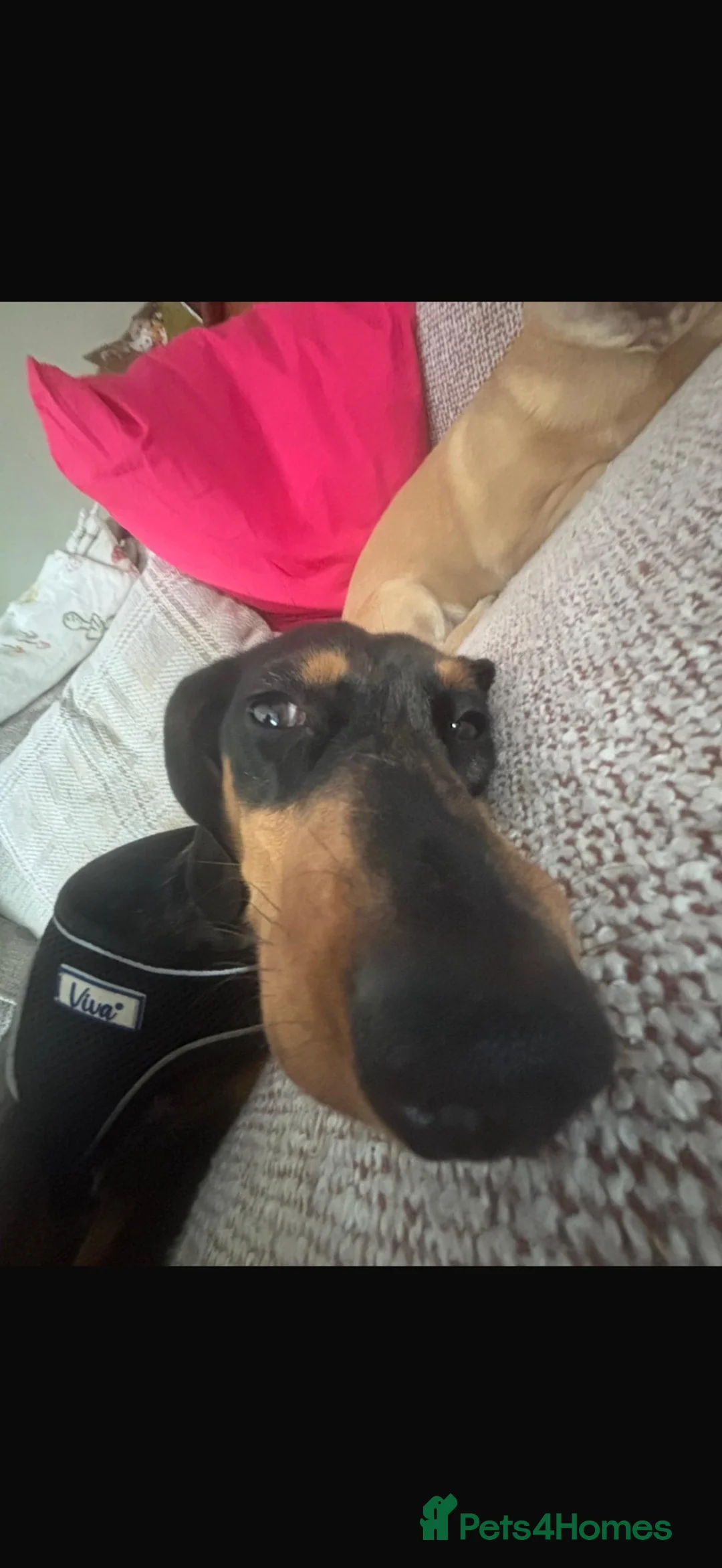 Dachshund dogs for stud: mr rigby  in Peterlee - Advert 2