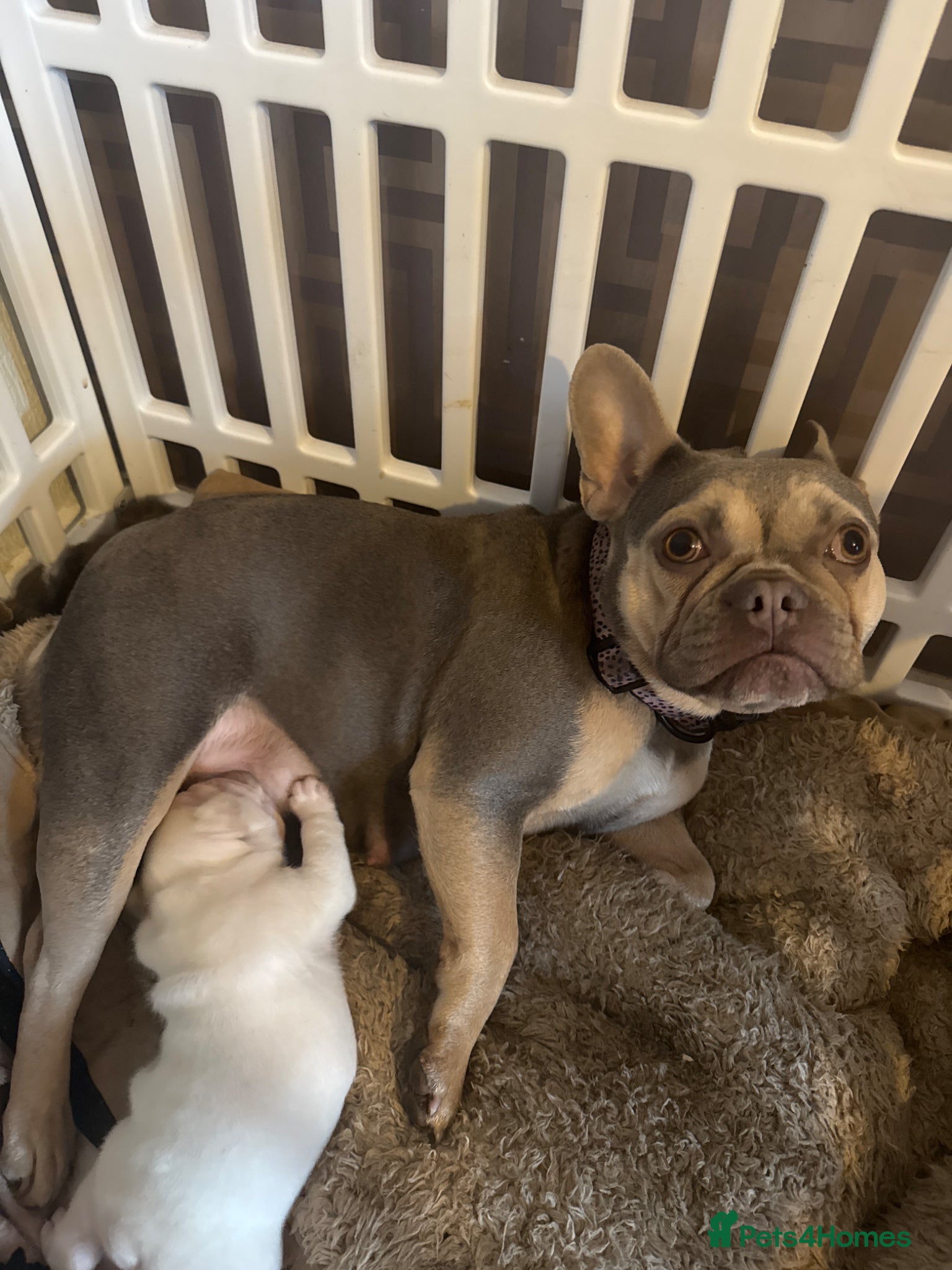 French Bulldog dogs Kc French bulldog puppy male - Advert 3