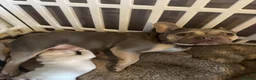 French Bulldog dogs for sale: Kc French bulldog puppy male - Advert 1