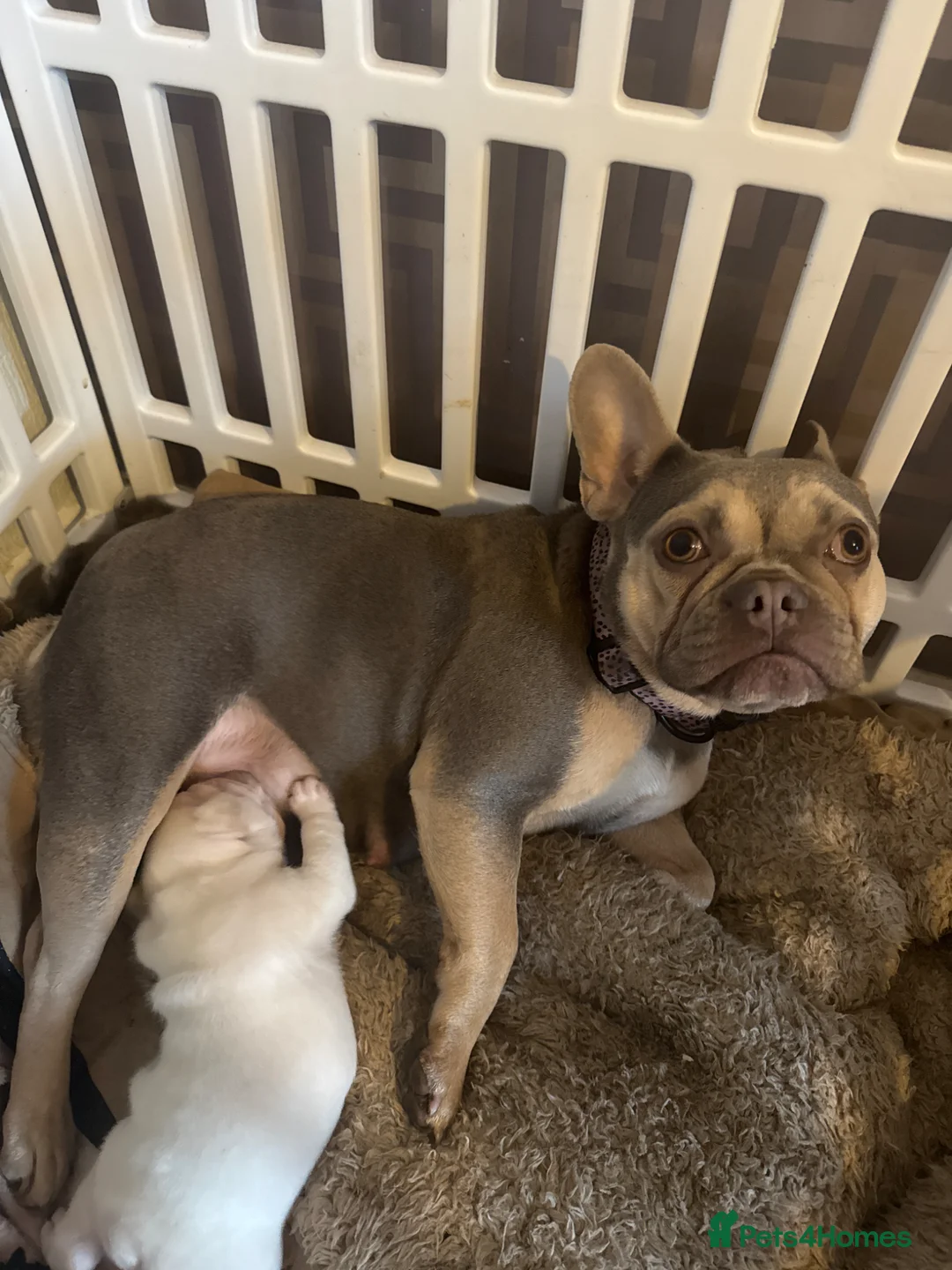 French Bulldog dogs for sale: Kc French bulldog puppy male - Advert 1