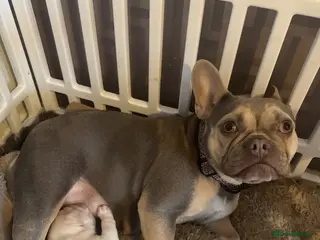 French Bulldog dogs Kc French bulldog puppy male - Advert 3
