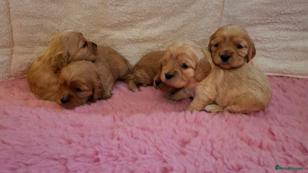 Cavapoo dogs for sale: Beautiful Cavapoo Puppies - Advert 1