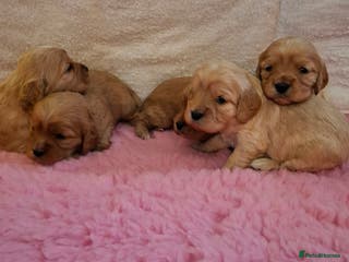 Cavapoo dogs Beautiful Cavapoo Puppies - Advert 2