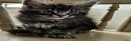 Maine Coon cats for sale: TICA Registered Maine Coon/ Polydactyl - Advert 19