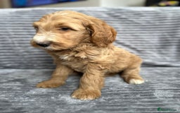 Goldendoodle dogs for sale: STUNNING GOLDEN DOODLES READY NOW - Image 6